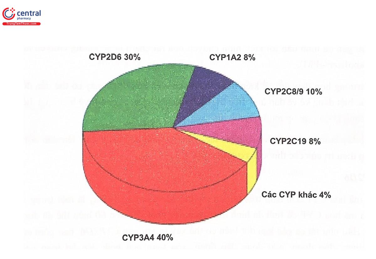 Hình 5.10. Tỷ lệ giữa các nhóm thuốc chuyển hóa bởi các isoenzym CYP khác nhau