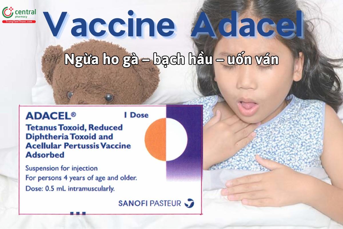 Vaccine Adacel được chỉ định tiêm nhắc để phòng bệnh uốn ván, bạch hầu và ho gà cho người từ 4 đến 64 tuổi. 