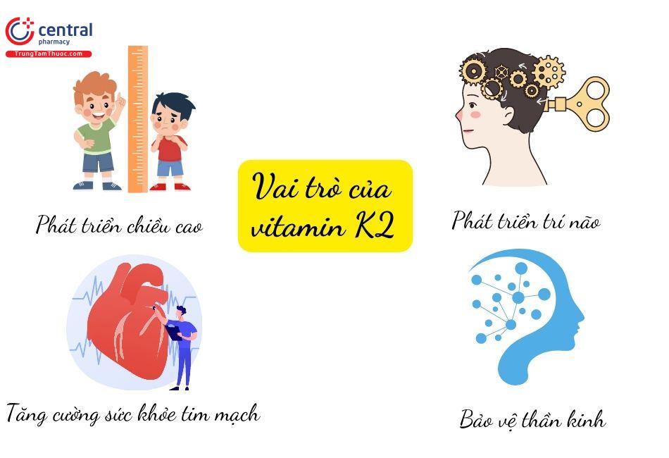 Vai trò của vitamin K2