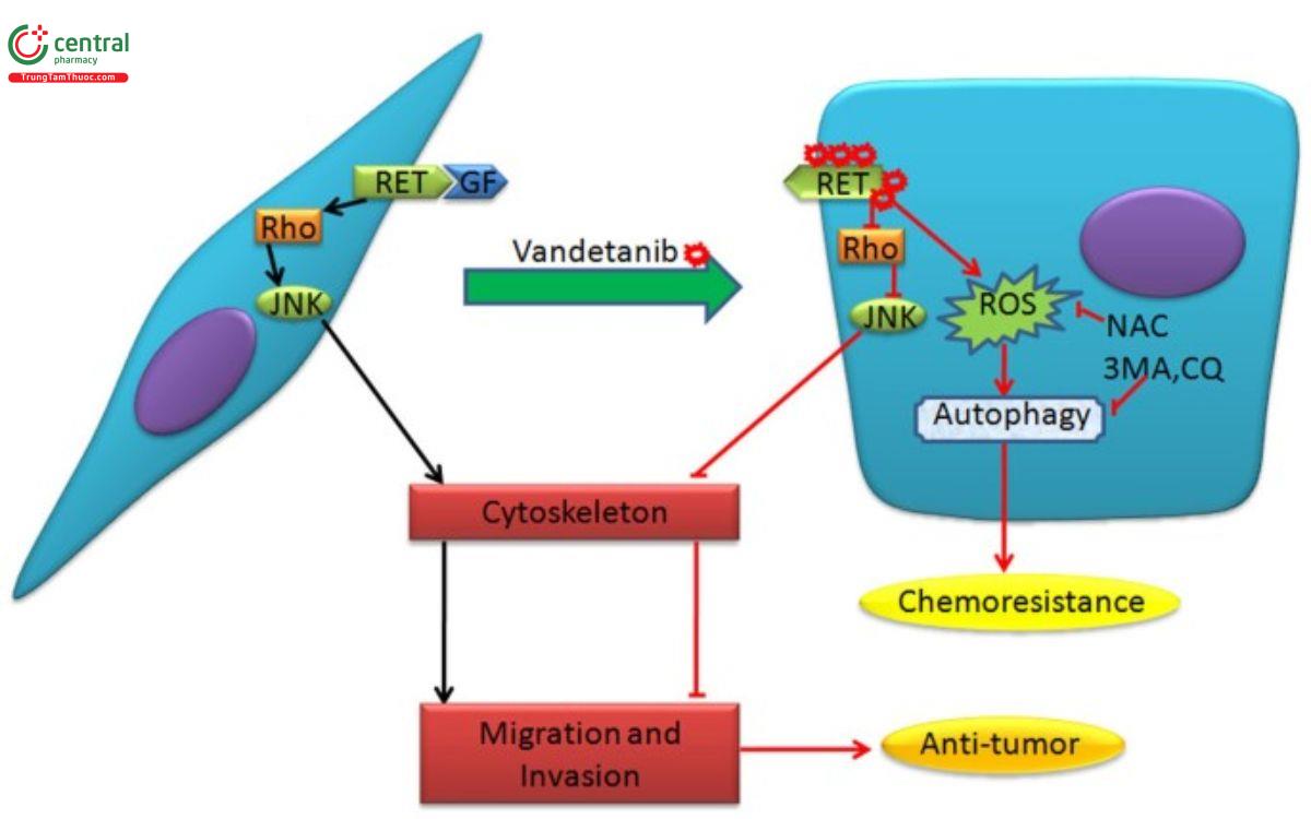 Cơ chế Vandetanib