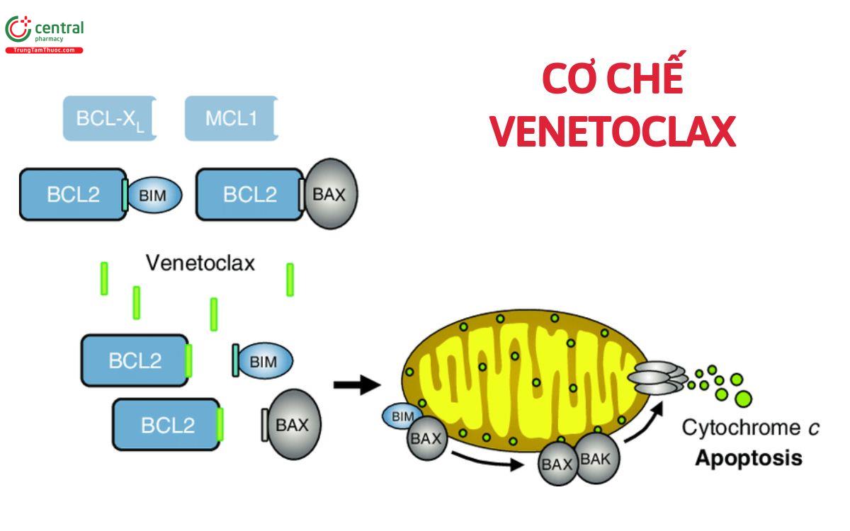 Cơ chế Venetoclax