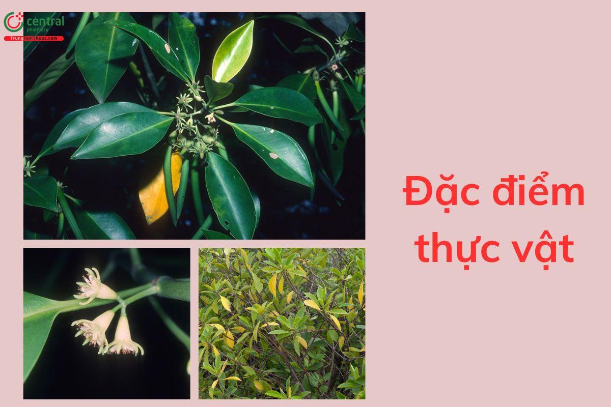 Đặc điểm thực vật