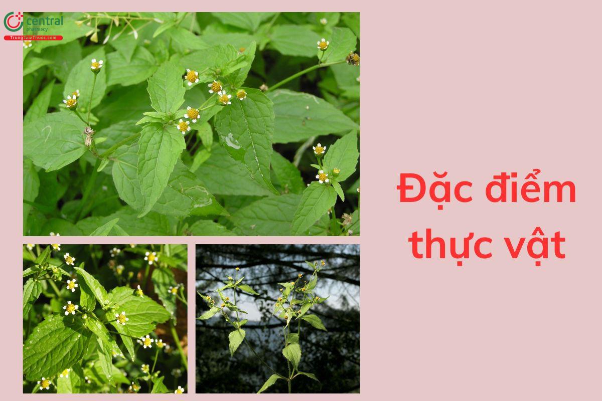 Đặc điểm thực vật