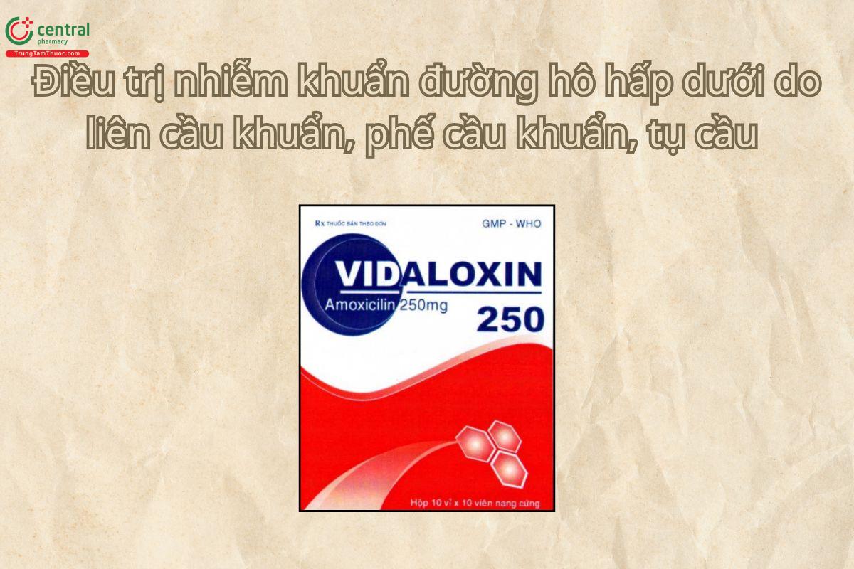 Thuốc Vidaloxin 250mg điều trị nhiễm khuẩn đường hô hấp trên và dưới