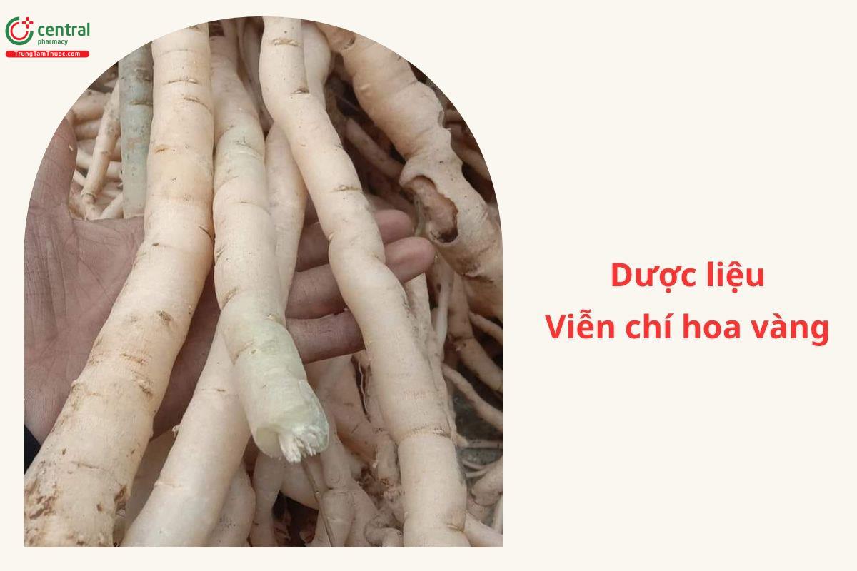 Viễn chí hoa vàng