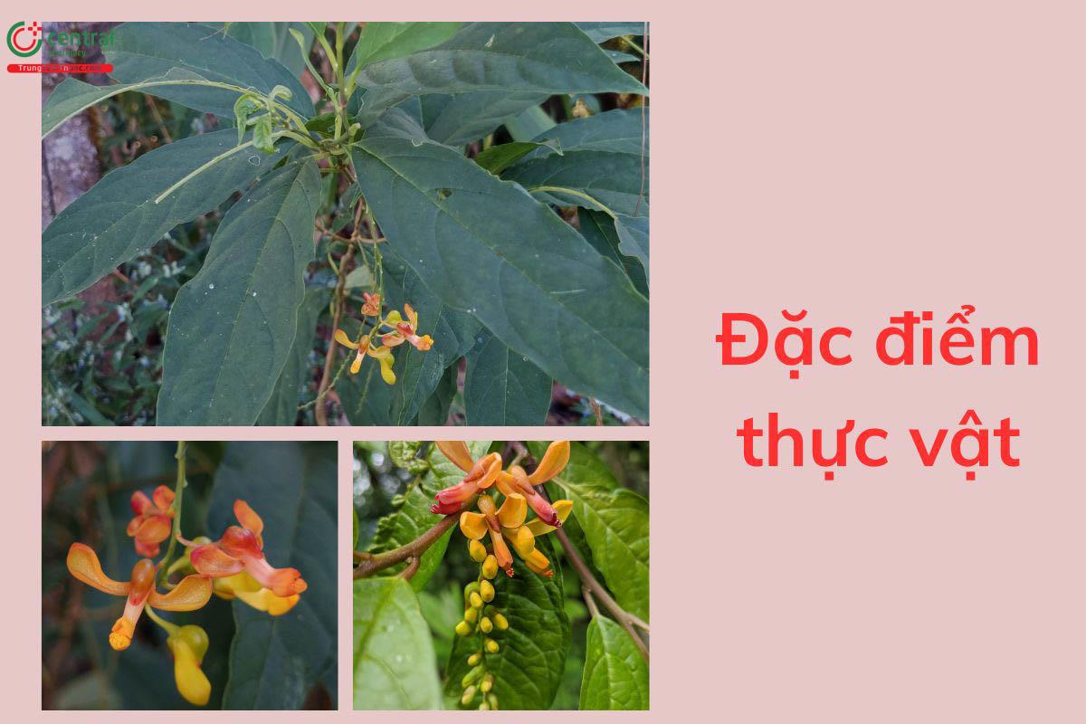Đặc điểm thực vật