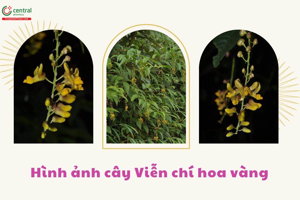 Thành phần hóa học