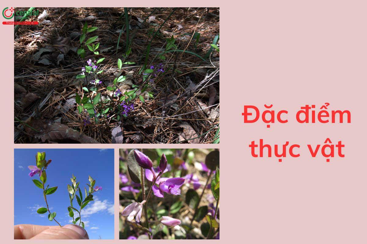 Đặc điểm thực vật