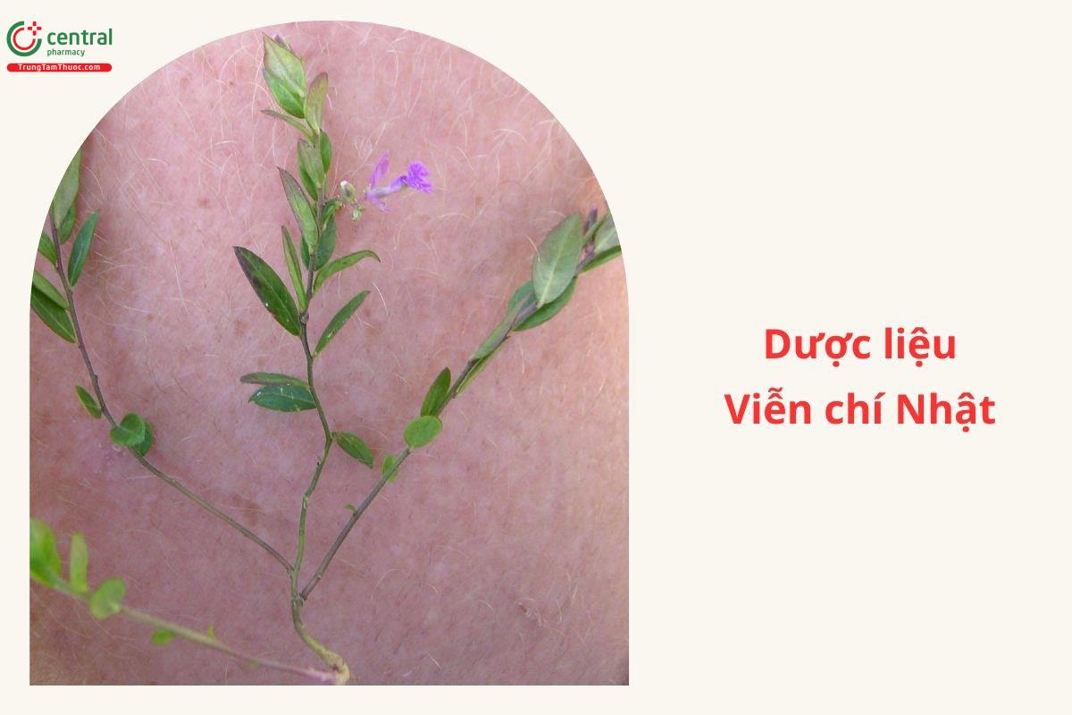 Thành phần hóa học