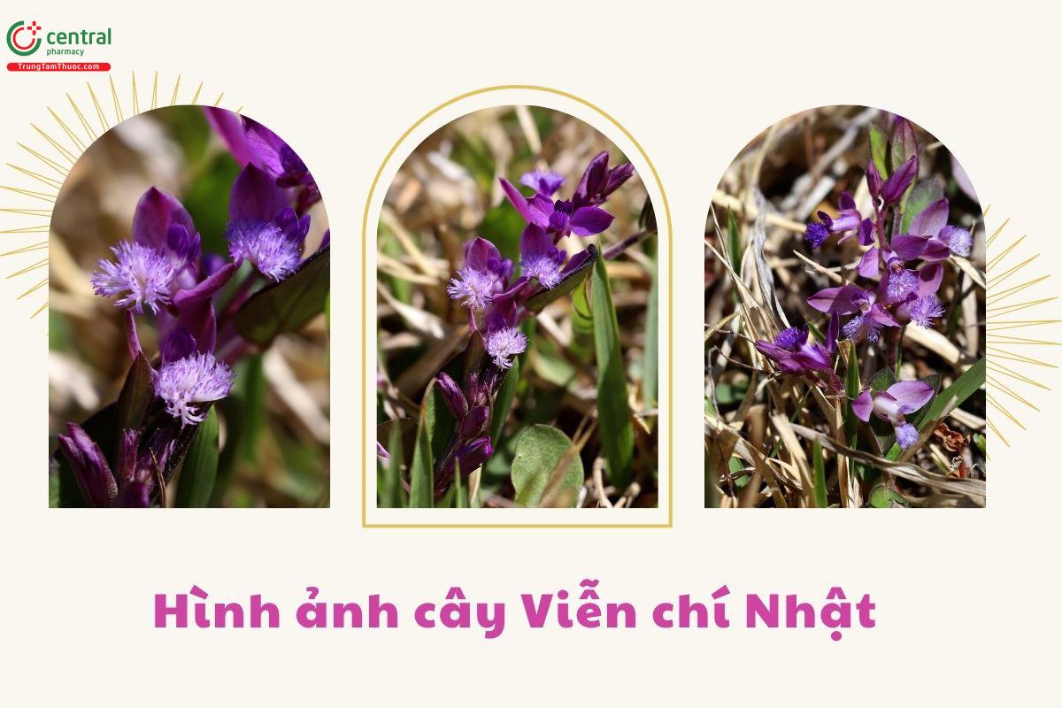 Tác dụng của cây Viễn chí Nhật