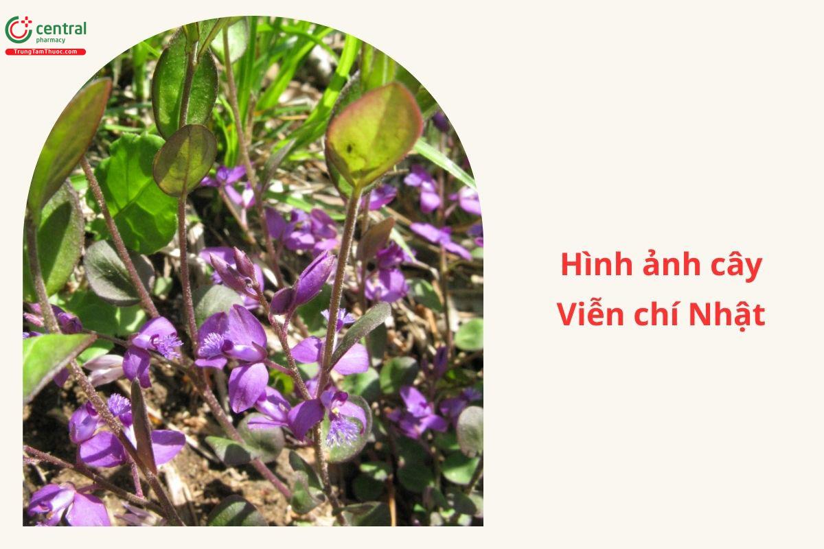 Công dụng theo Y học cổ truyền