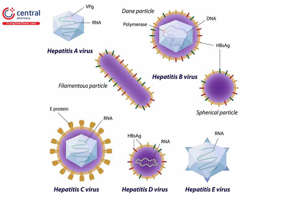 Các loại virus viêm gan