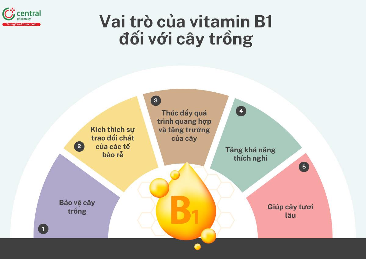 Vai trò của vitamin B1 đối với cây trồng