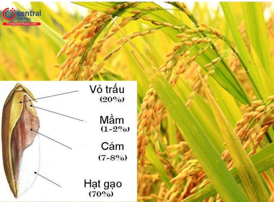 Vỏ trấu là gì?