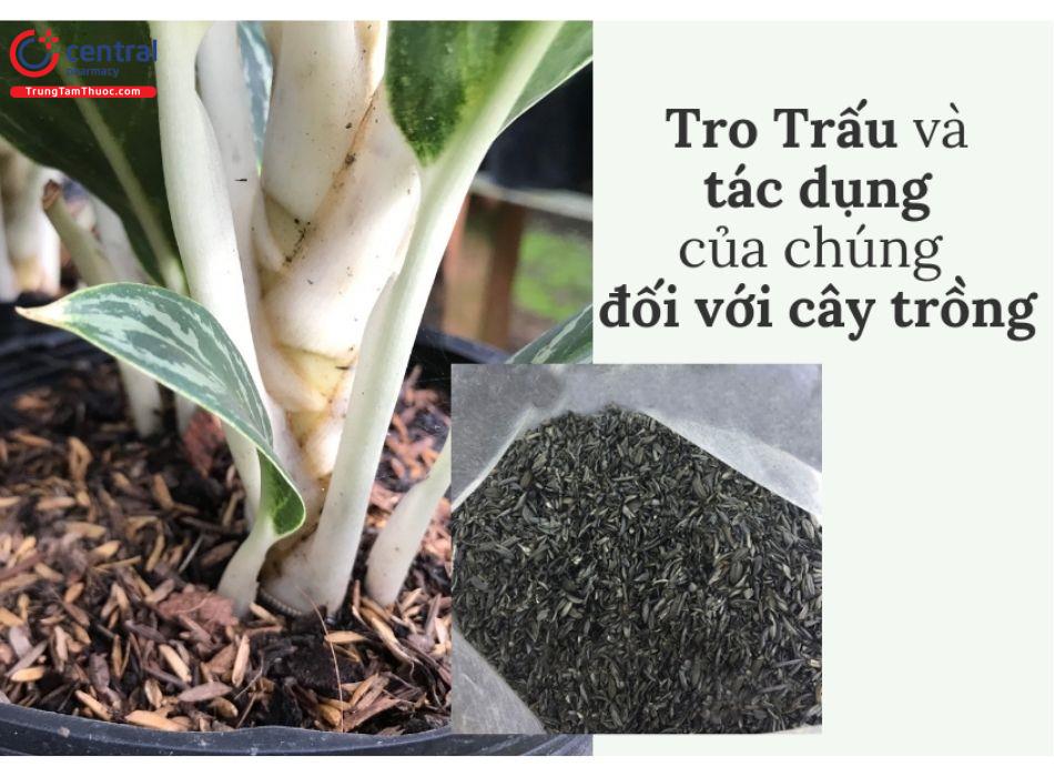 Vỏ trấu trồng cây