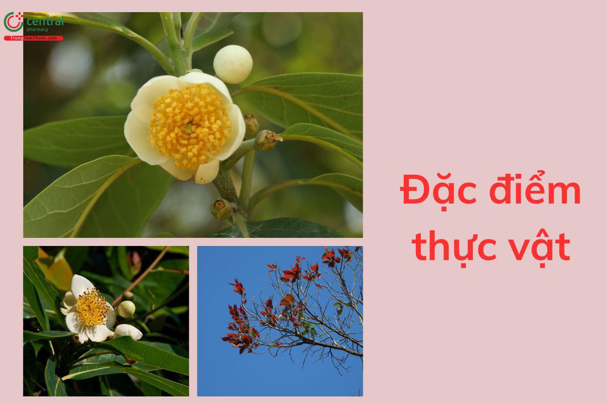 Đặc điểm thực vật
