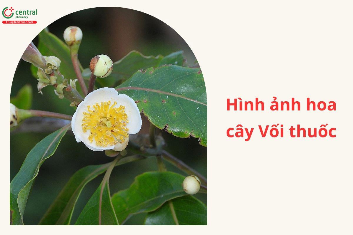 Đặc điểm phân bố
