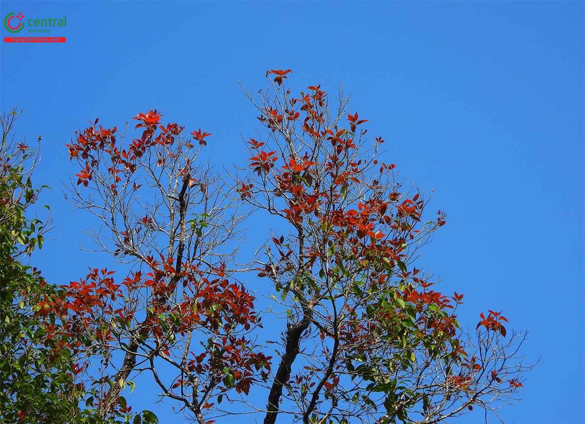 Tác dụng của cây Vối thuốc