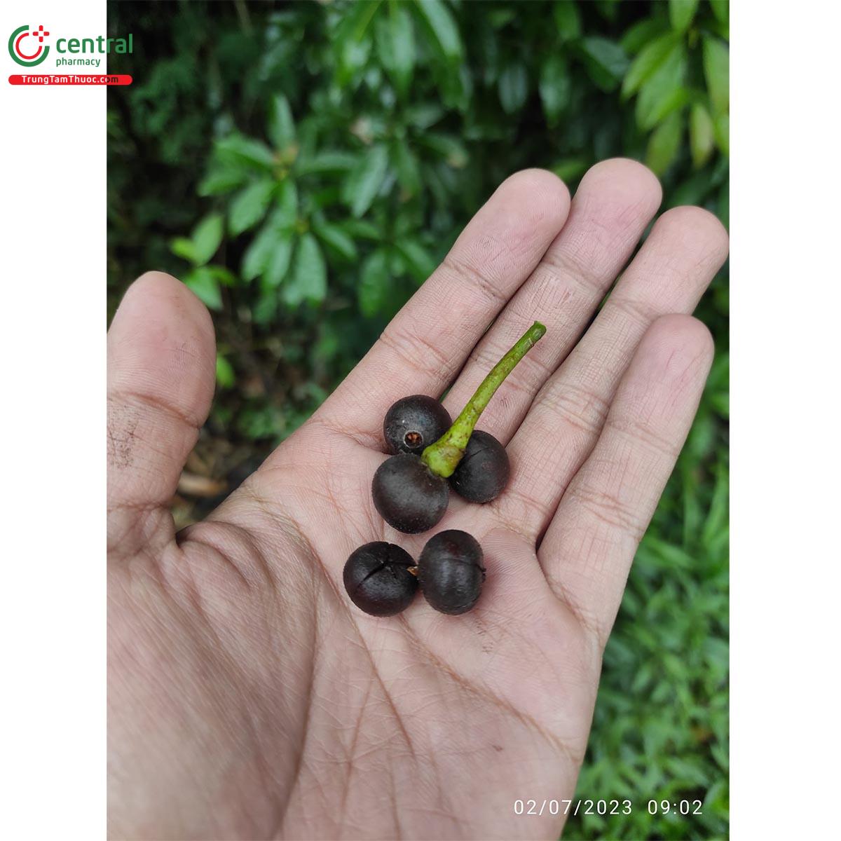 Công dụng theo Y học cổ truyền