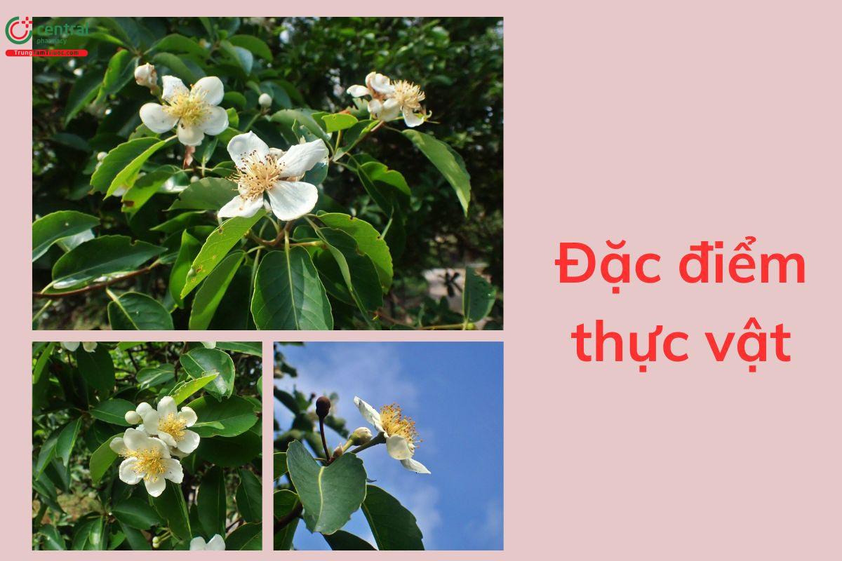 Đặc điểm thực vật