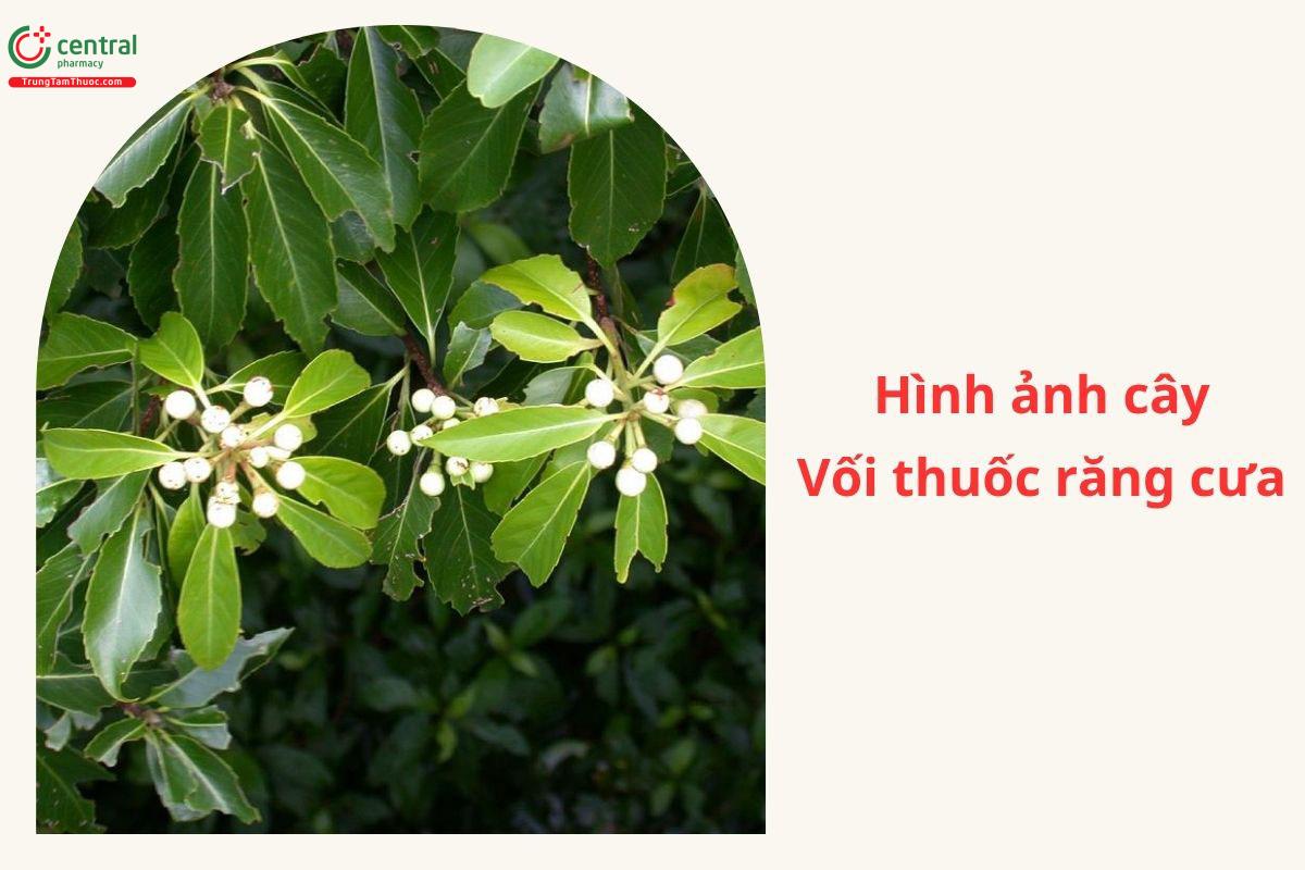 Đặc điểm phân bố