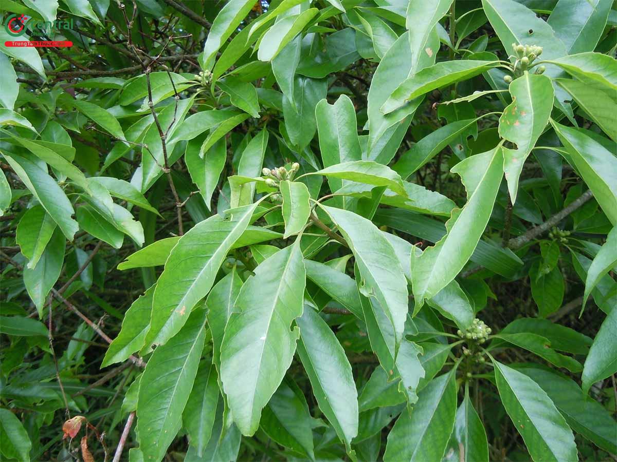 Công dụng theo Y học cổ truyền