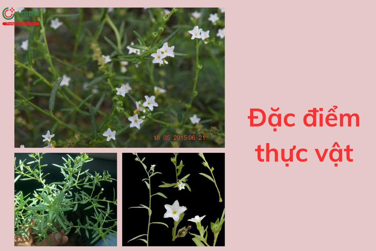 Đặc điểm thực vật