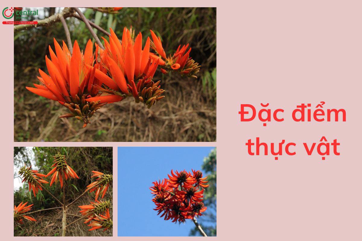 Đặc điểm thực vật