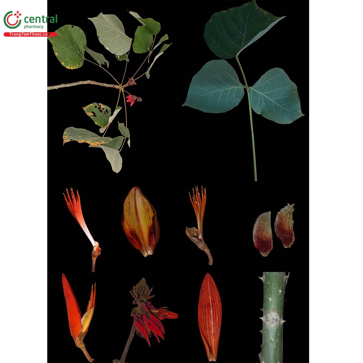 Đặc điểm phân bố