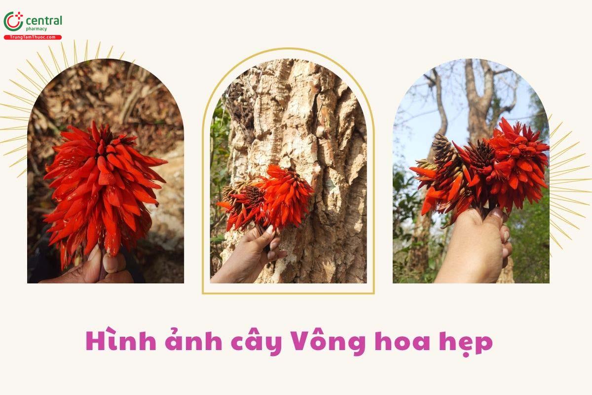 Tác dụng của cây Vông hoa hẹp