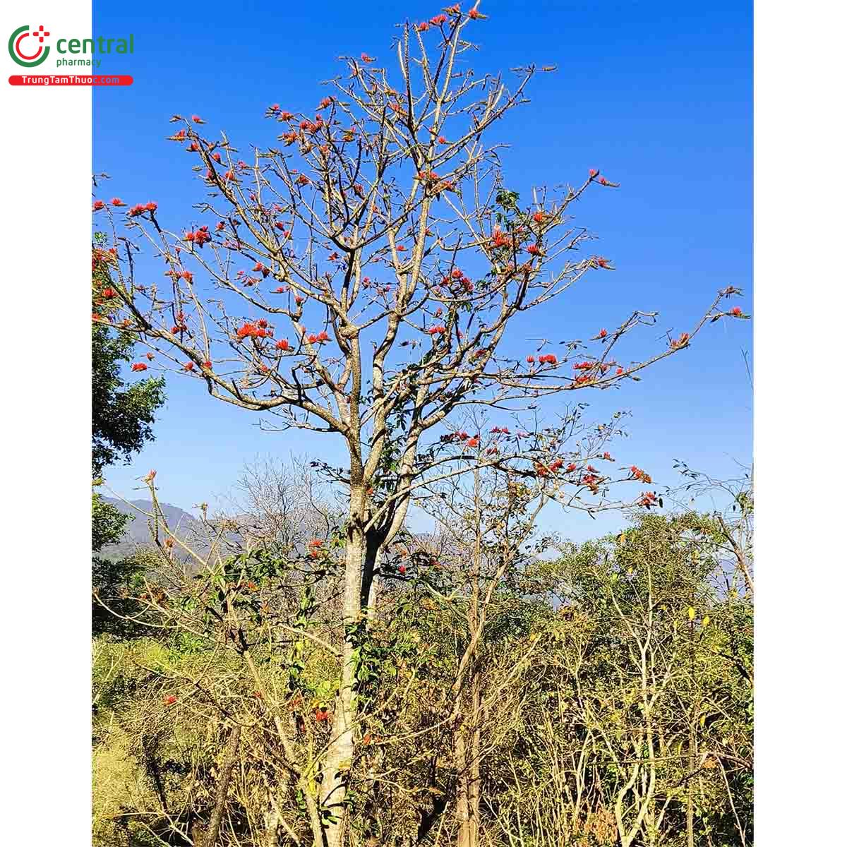 Toàn cây Vông hoa hẹp