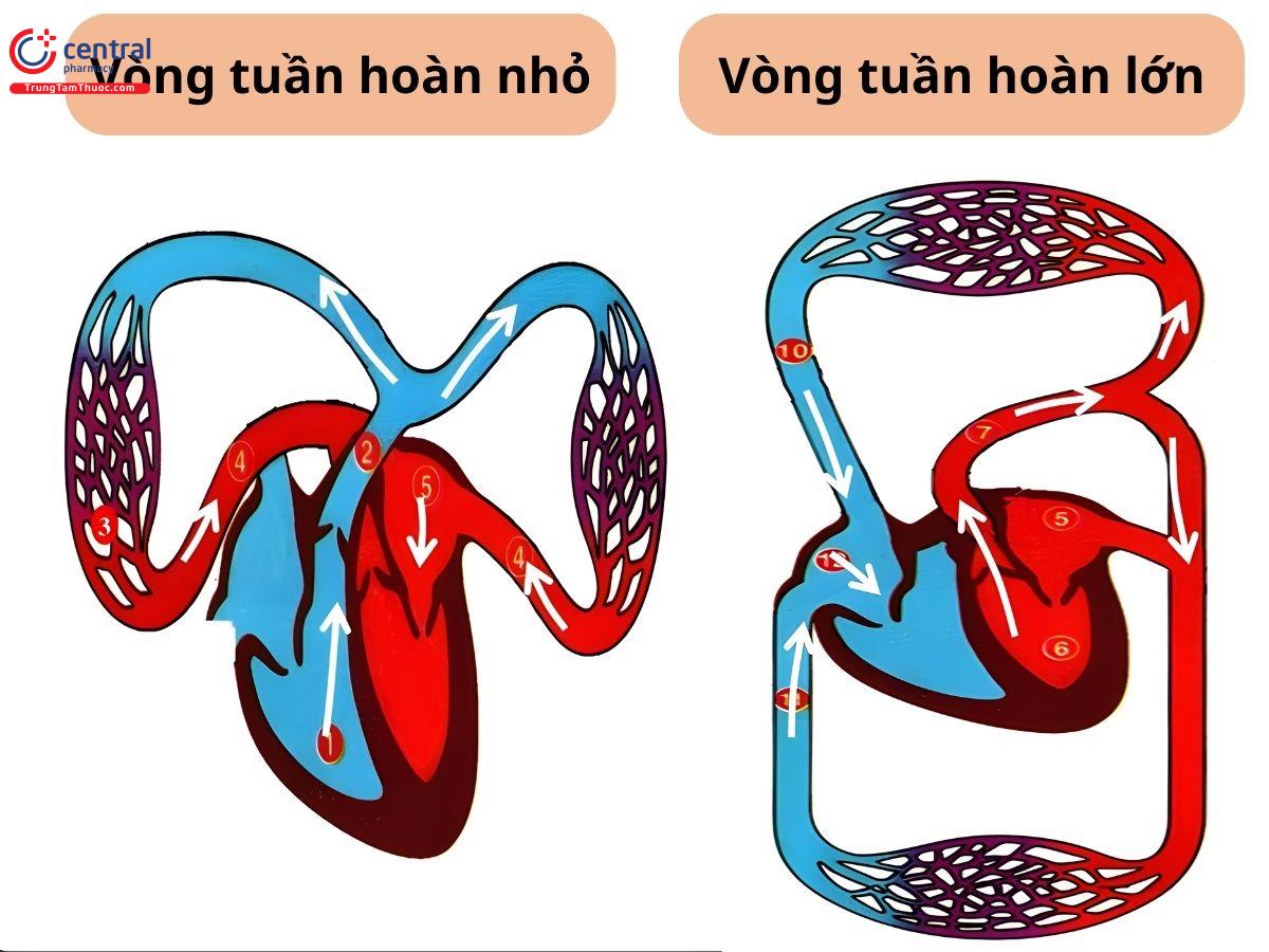 Vòng tuần hoàn của tim