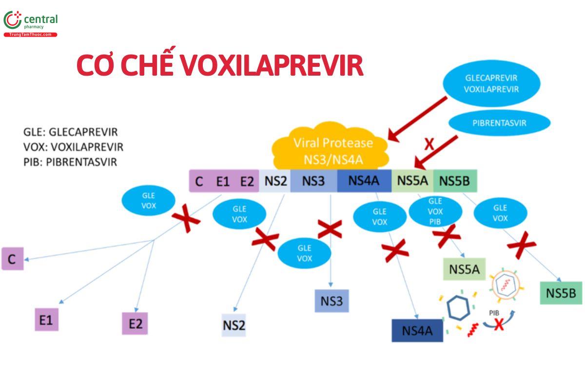 Cơ chế Voxilaprevir