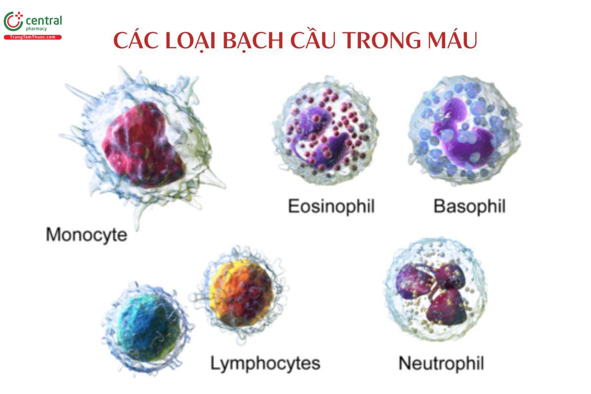 Các bạch cầu trong máu