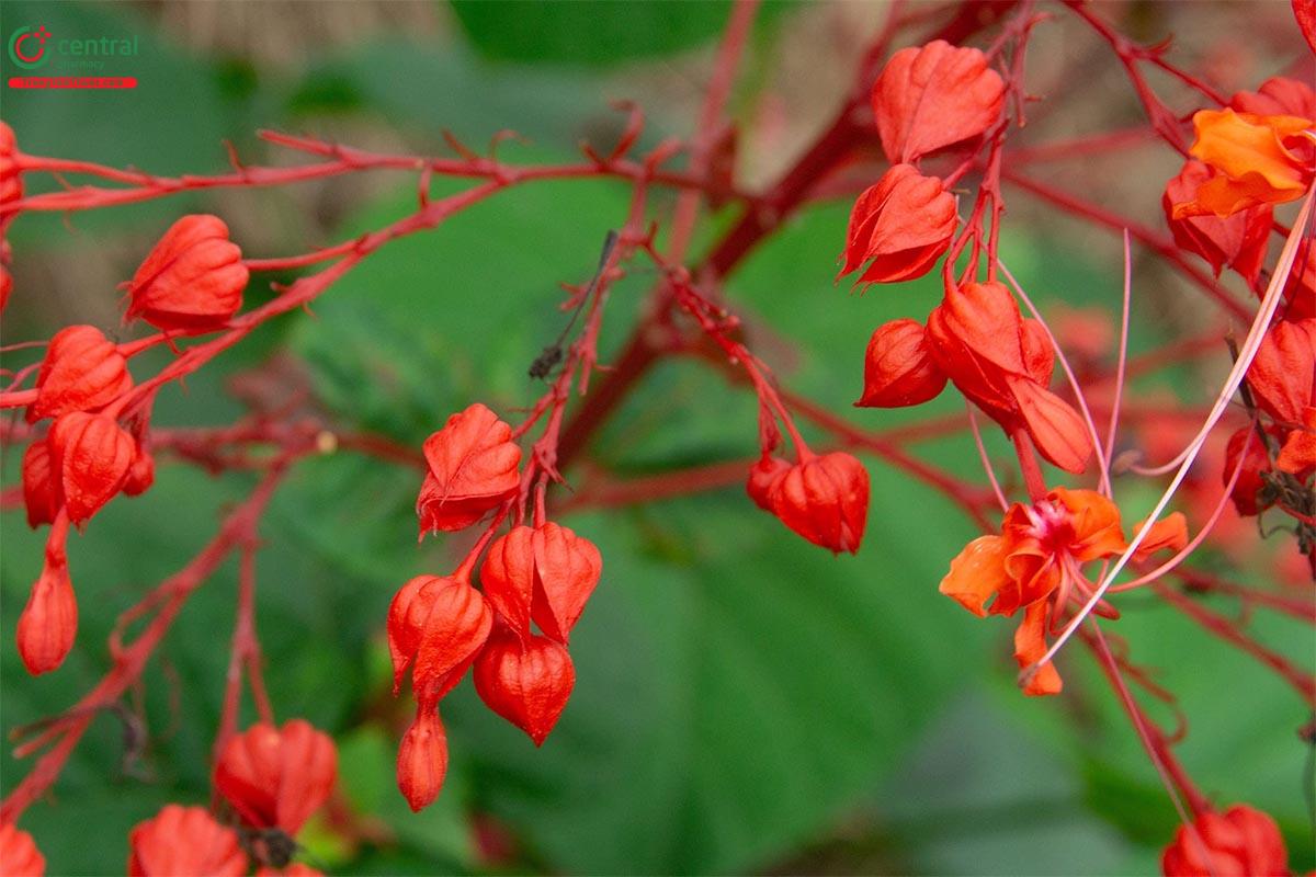 Cây Xích đồng nam (Clerodendrum japonicum)- Vị thuốc trị bệnh phụ khoa hiệu quả