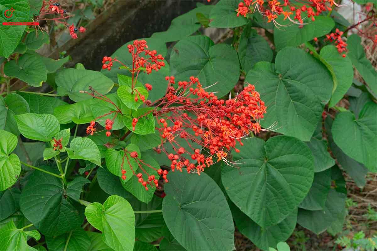 Cây Xích đồng nam (Clerodendrum japonicum)- Vị thuốc trị bệnh phụ khoa hiệu quả