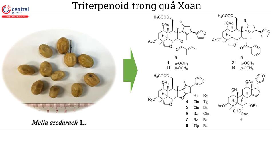 Một số triterpenoid - thành phần tạo độc tính của Xoan