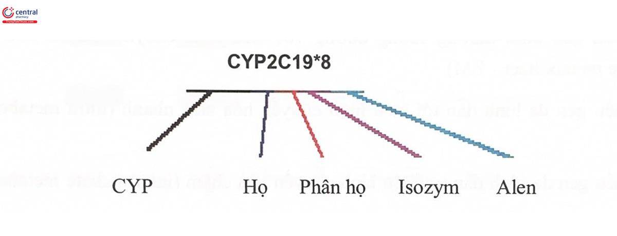 Hình 5.9. Ý nghĩa ký hiệu gen và alen CYP