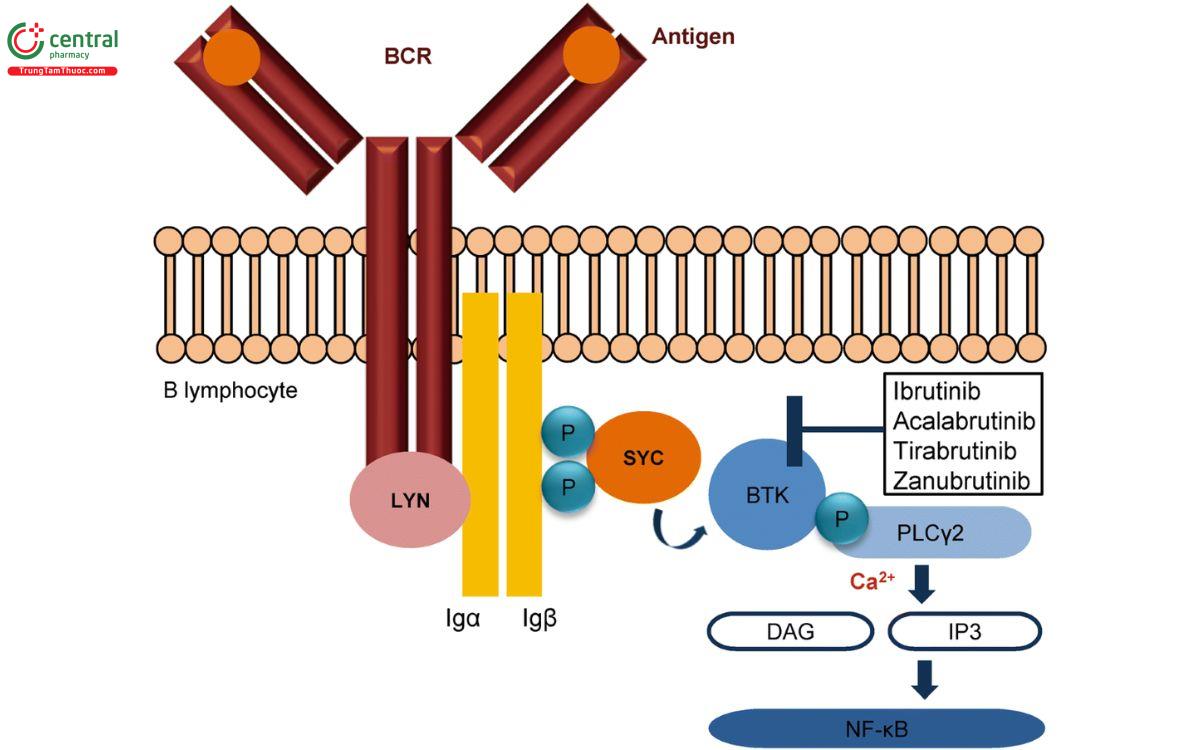 Cơ chế Zanubrutinib