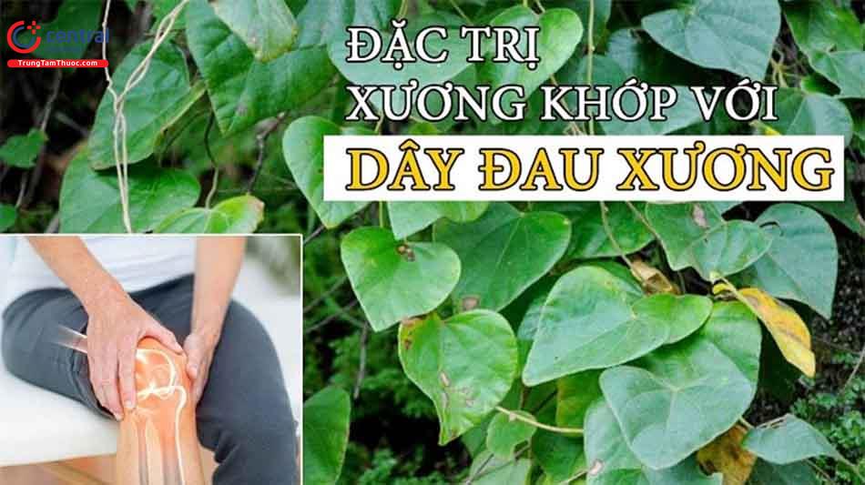 Cây dây đau xương: đặc điểm và tác dụng trong điều trị bệnh