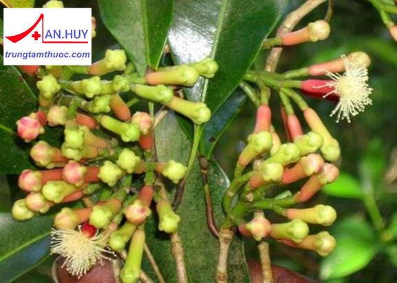 Cây đinh hương: đặc điểm, phân bố và công dụng của cây