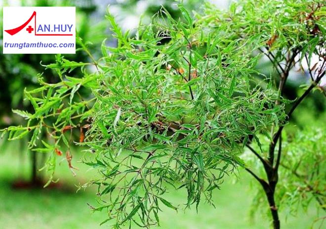 Giới thiệu về cây đinh lăng: đặc điểm, công dụng