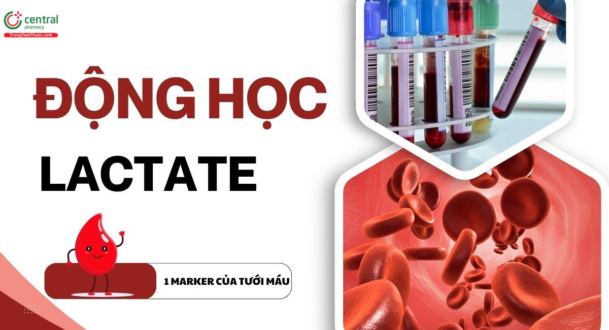 Động học lactate - một marker của tưới máu: phân tích sinh lý và cạm bẫy