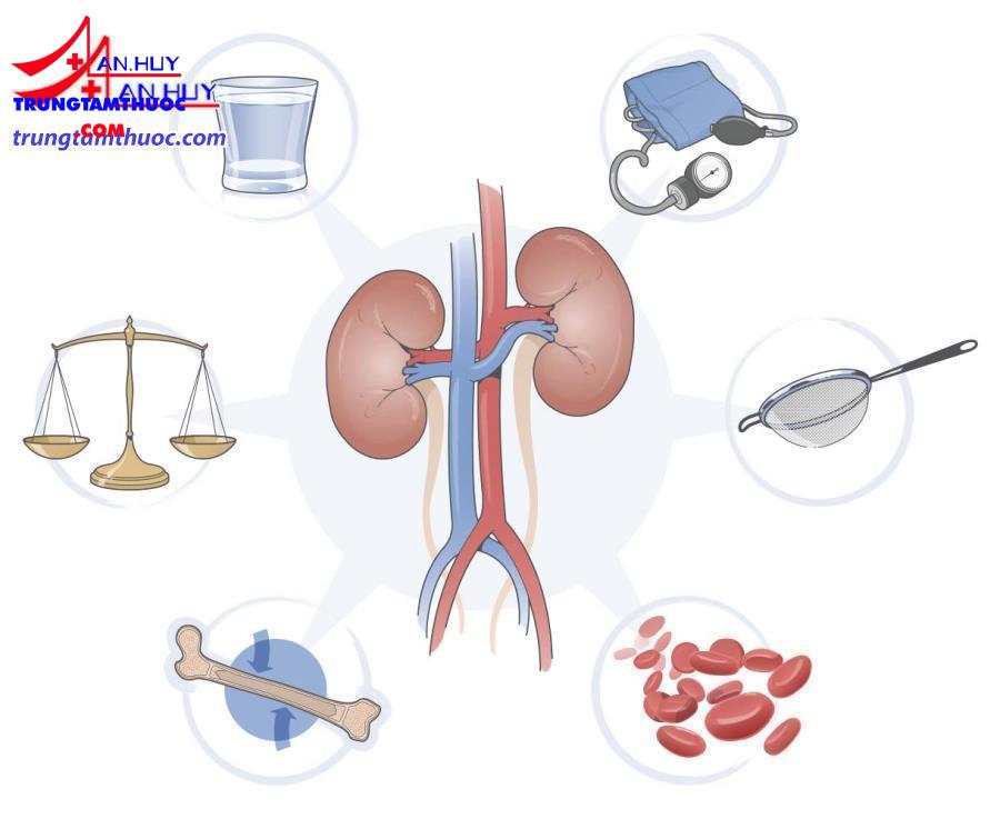Dược lý thuốc lợi tiểu: đại cương và các thuốc cụ thể