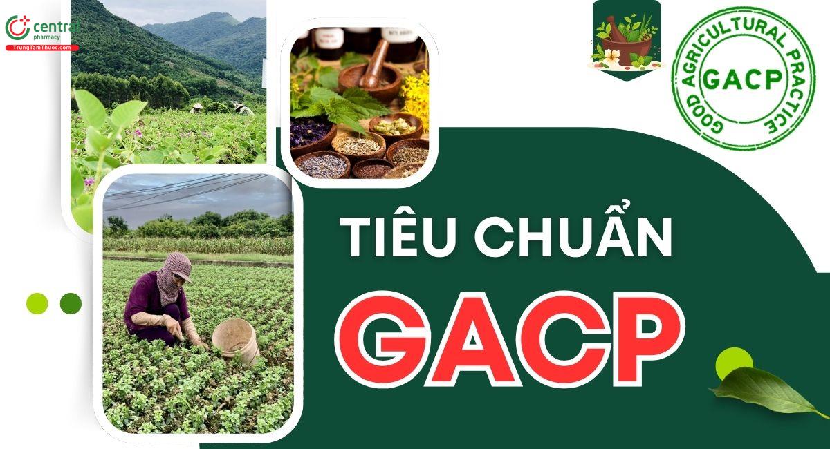 Tiêu chuẩn GACP là gì? Cách đạt giấy chứng nhận, vai trò của GACP-WHO