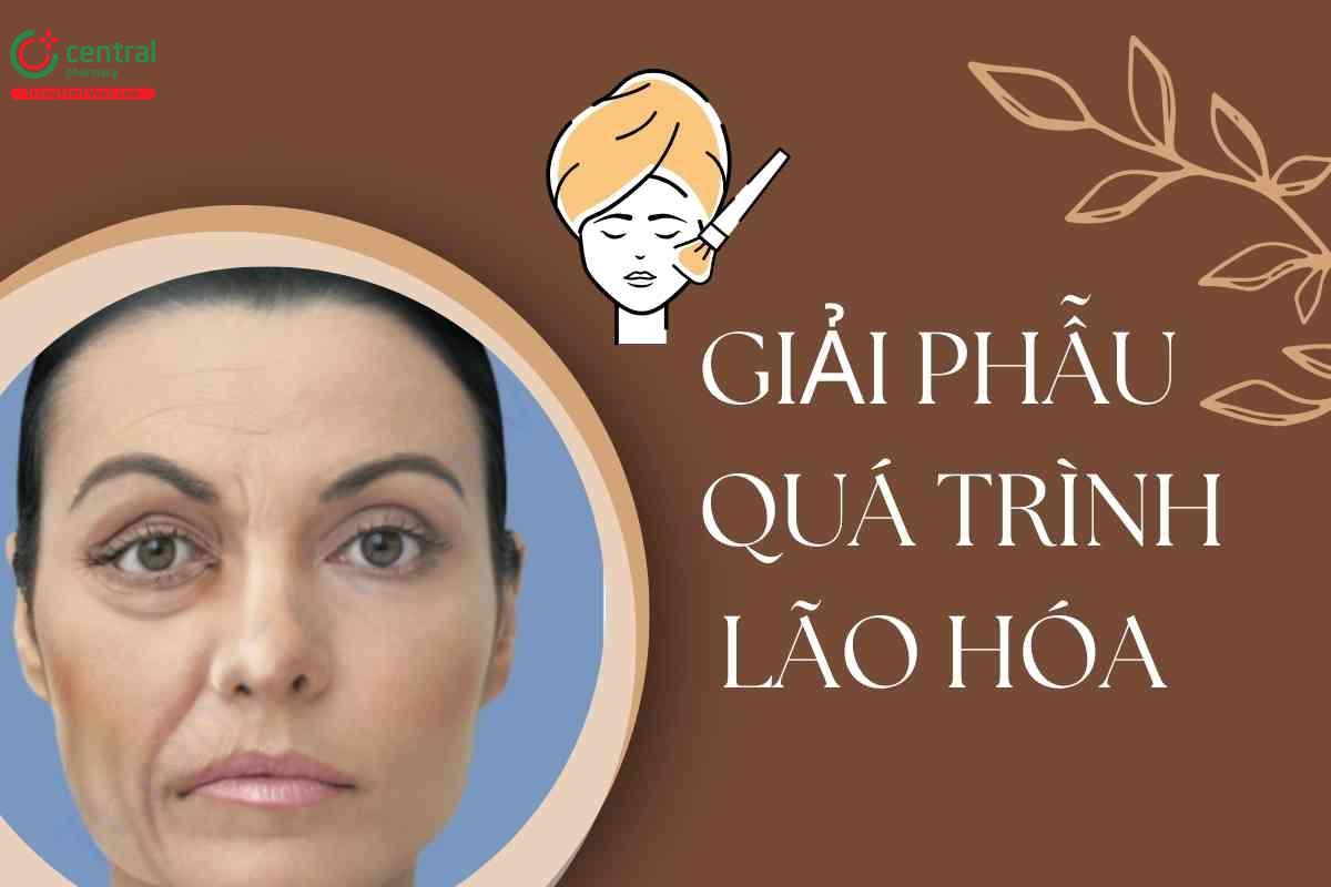 Kiến thức về giải phẫu quá trình lão hóa trong phẫu thuật thẩm mỹ