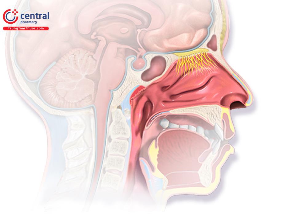 Giải phẫu cơ bản cần biết cho phẫu thuật tạo hình mũi