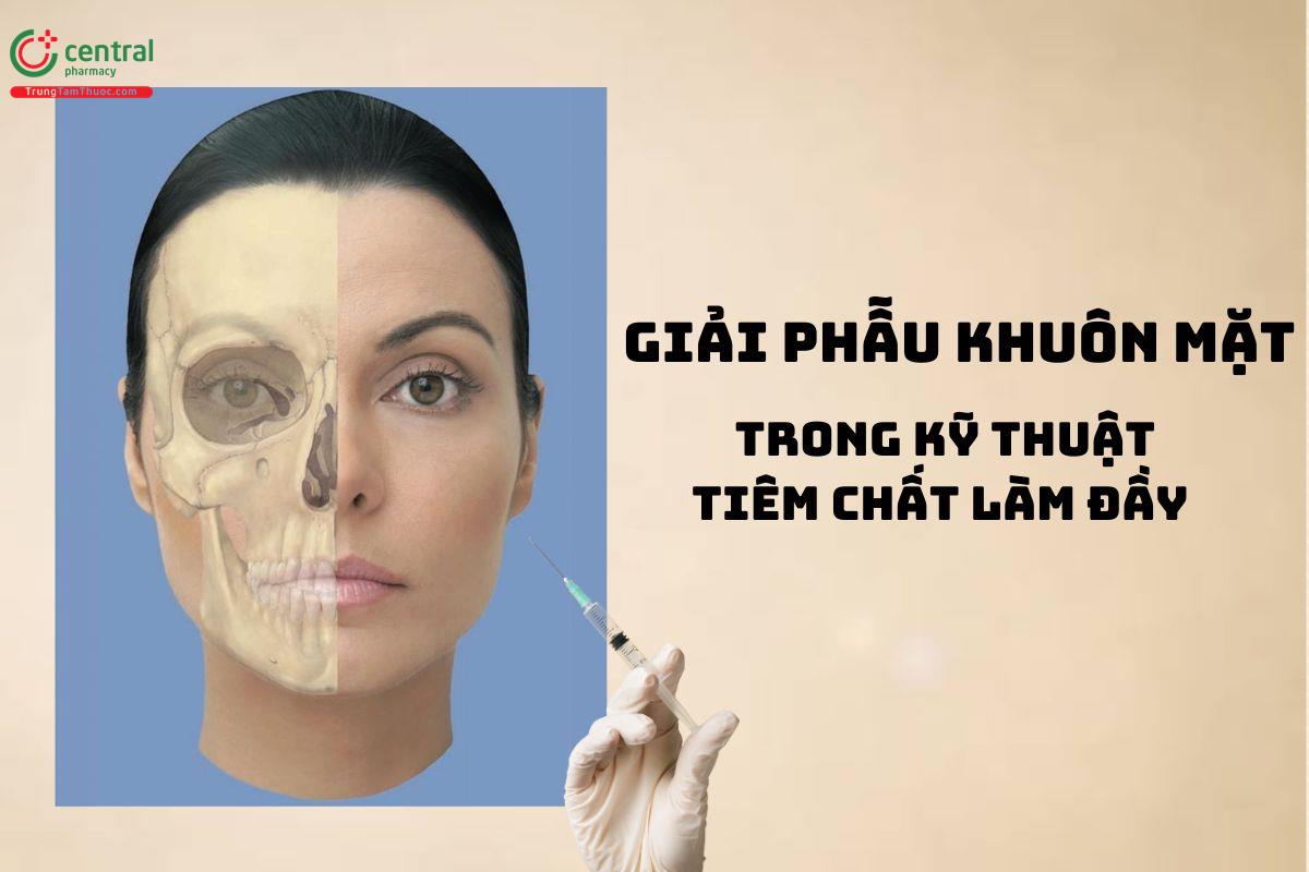 Giải phẫu khuôn mặt trong kỹ thuật tiêm chất làm đầy