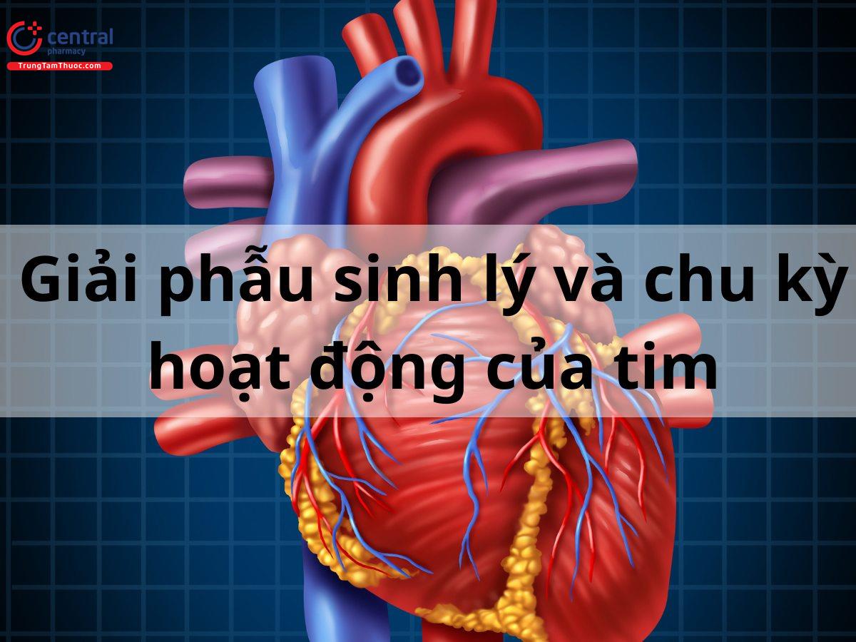 Giải phẫu sinh lý tim và các giai đoạn của chu kỳ tim trên lâm sàng 