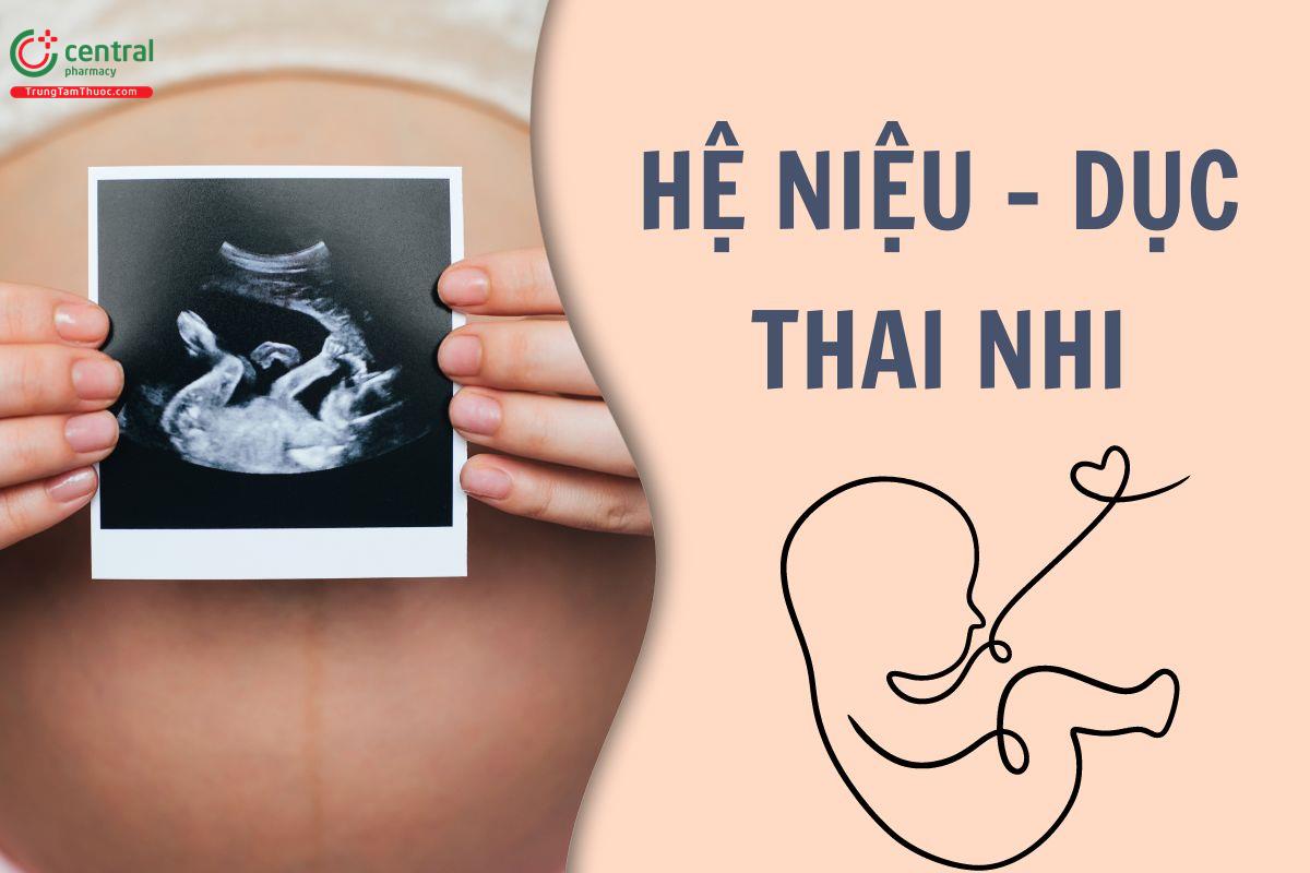 Tìm hiểu quá trình hình thành phôi thai của hệ niệu-dục thai nhi